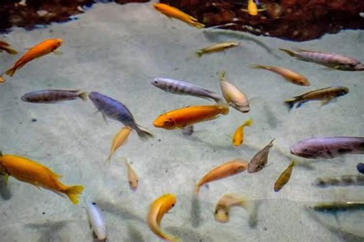 芒果树一棵用多少鱼蛋白液体肥料