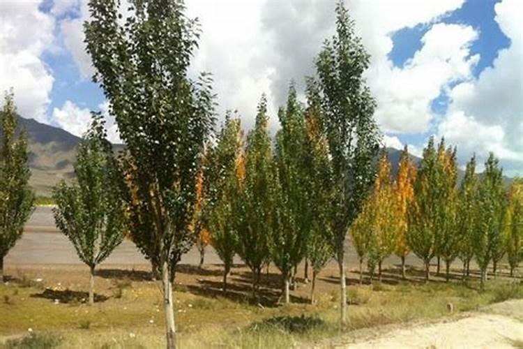 二年的杨树怎样施肥管理 施什么肥长的更旺盛