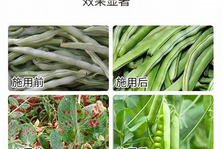 长豆角开花期喷什么药不掉花(打什么药能提高豆角产量)