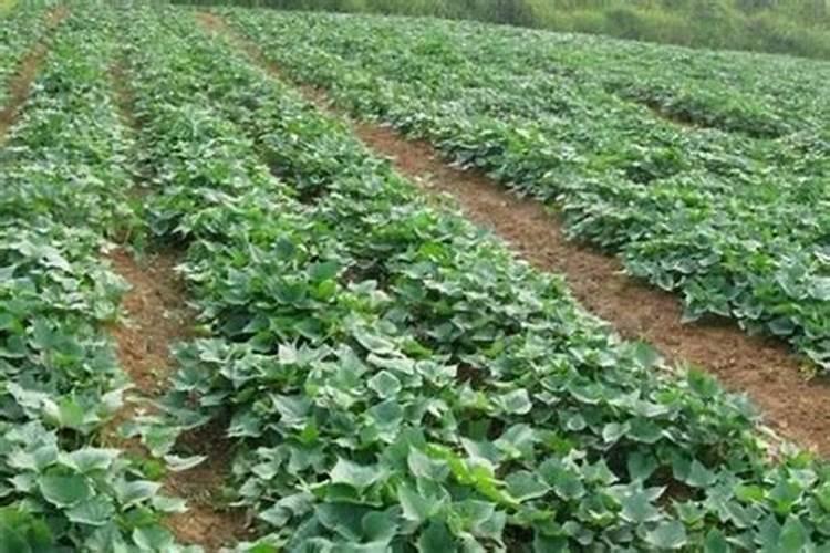 种红薯如何使用钾肥