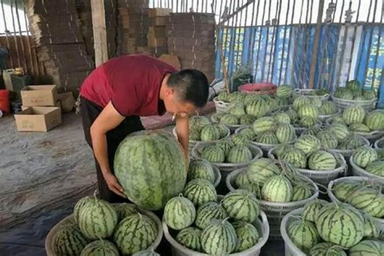 西瓜种植需要什么条件？