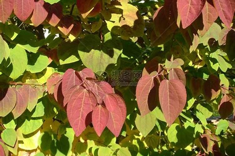 磷酸二氢钾十红糖配的生根液能用在长势弱的小平果树灌根吗？