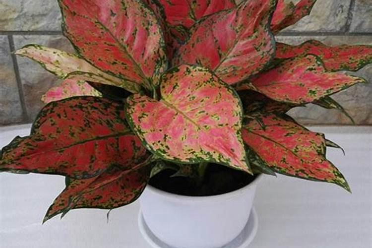 稀磷酸钾叶面肥上色效果好吗