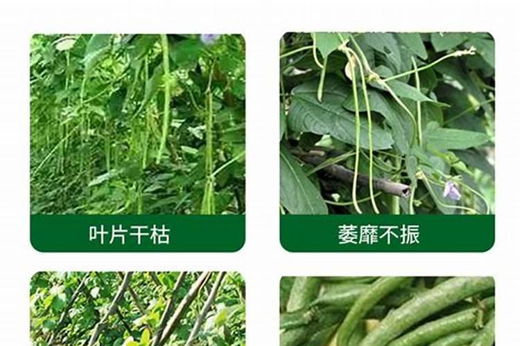 豆角想要高产怎么施肥