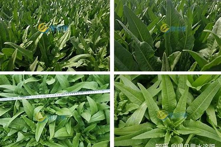 蔬菜水溶肥怎么用？需要注意哪些问题？