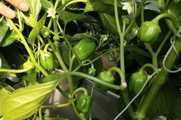 辣椒膨果期如何施肥？辣椒使用什么叶面肥好