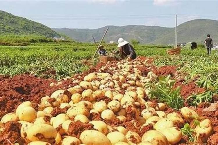 栽红薯用什么底肥最好用