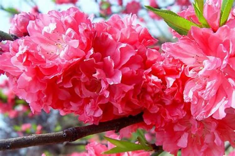 杜鹃开花期间施什么肥,能喷磷酸二氢钾吗