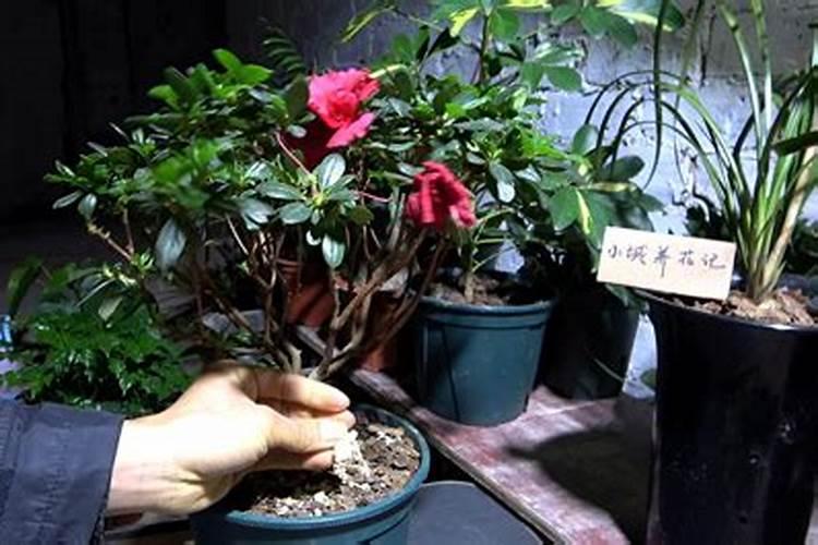 杜鹃花怎么施肥