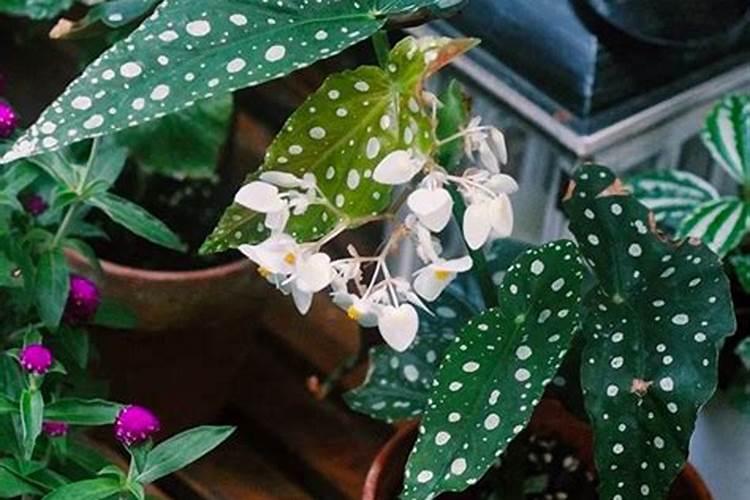 果树开花坐果期,千万不可缺硼!