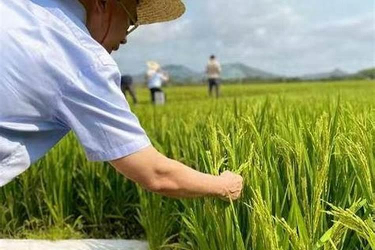 八月份还能叶面喷施磷酸二氢钾吗