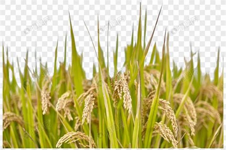 先正达带有妙字的叶面肥有哪些