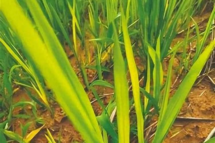 水稻黄叶病用什么农药