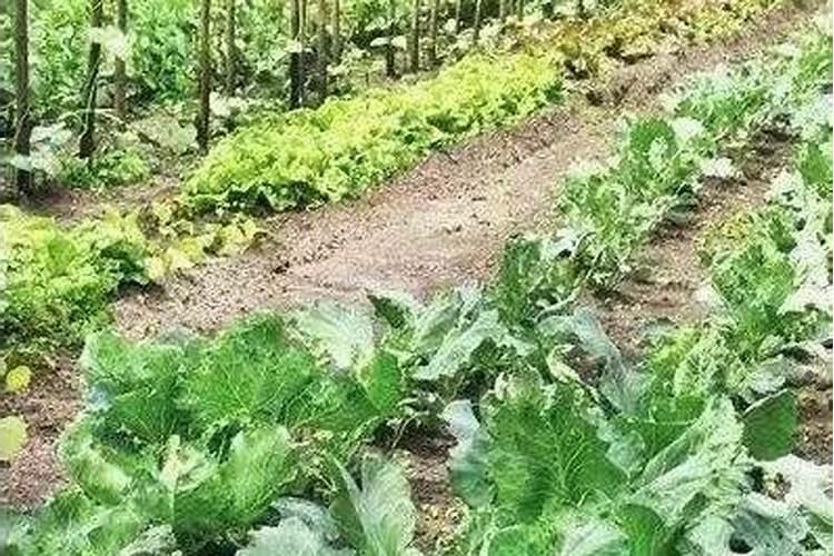 混悬剂的稳定剂有哪些