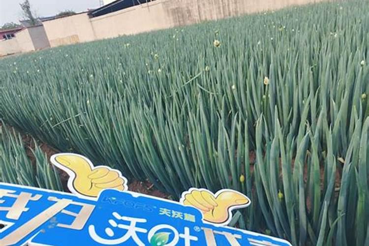 大葱用哪种水溶肥效果好？大葱根茎块膨大剂有哪些？