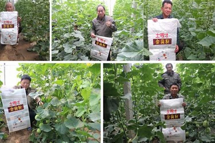 缺少氮肥叶片的症状