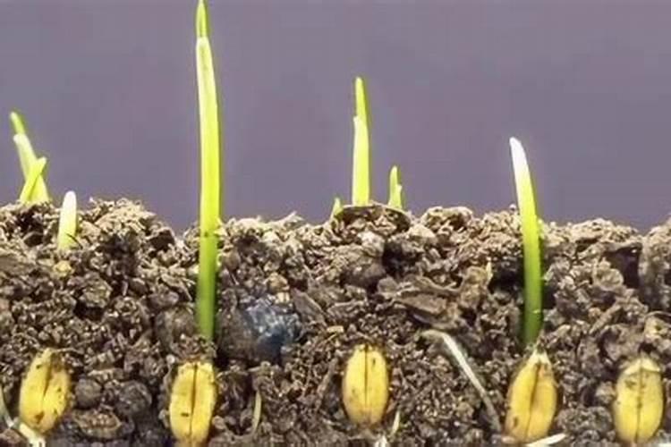 小麦种子如何发芽,附发芽过程