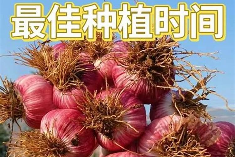 棉田套种大蒜方法 怎么施肥比较好