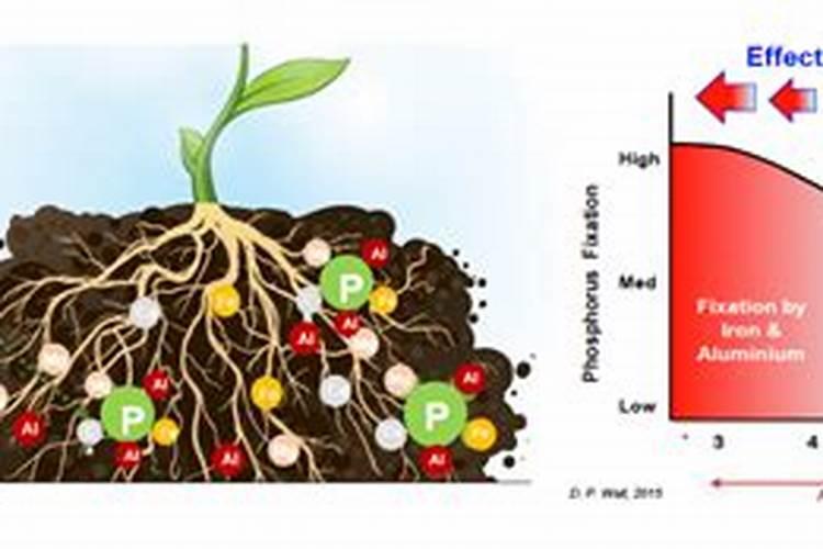 花的磷肥是什么