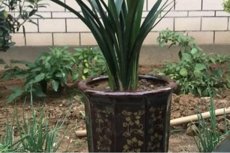 花生需要打叶面肥吗