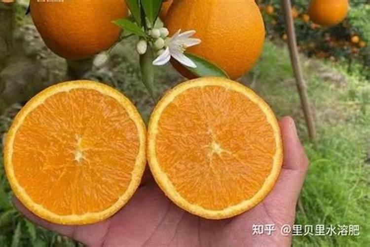 柑橘缺镁症,该怎么补救？