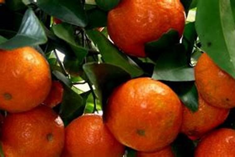 网上对于金秋砂糖桔的评价不一,到底这个柑桔品种如何呢？怎么才能了解自 ...