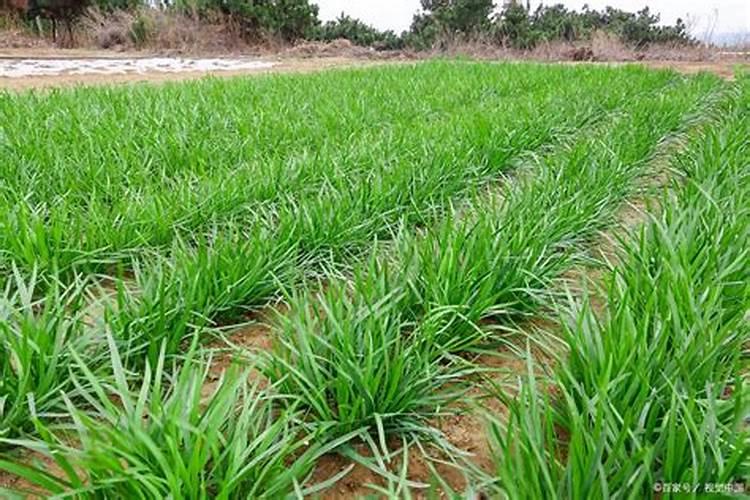 夏季养根韭菜能追肥吗