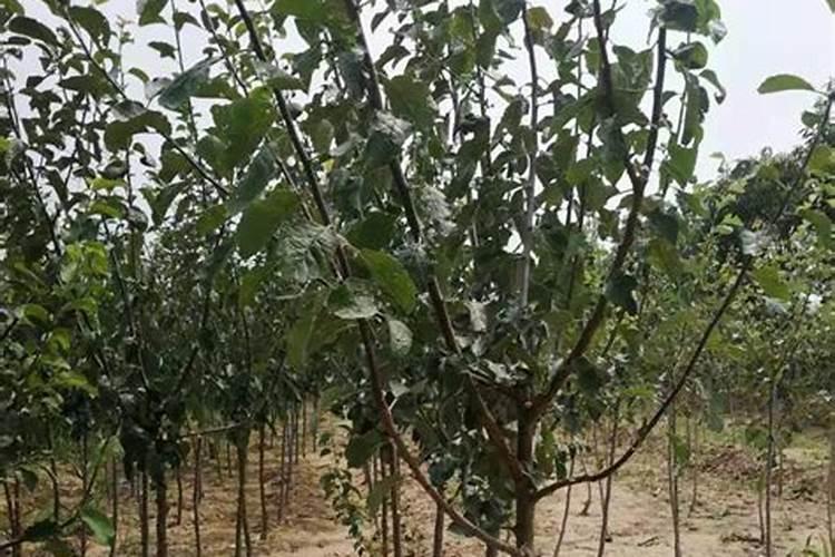 适合北方冬季室外20度种植的果树