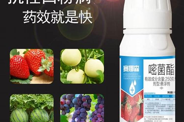 白粉病特效药有哪些