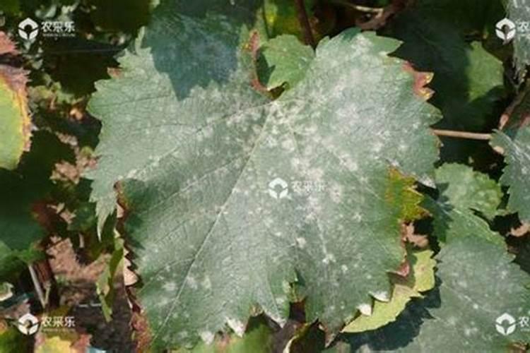 当葡萄出现白粉病时,什么药物治疗效果是最好的
