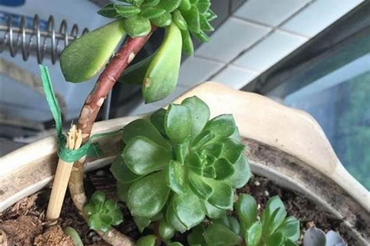 多肉植物施什么肥容易爆盆