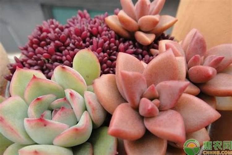 多肉雅乐之舞不长新叶,是因为缺了“它”