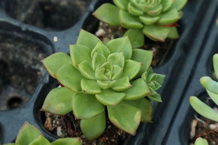 多肉植物长不大怎么办