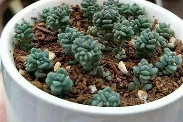 多肉雅乐之舞不长新叶,是因为缺了“它”