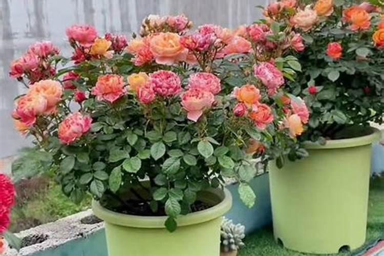 哪些花需施磷肥