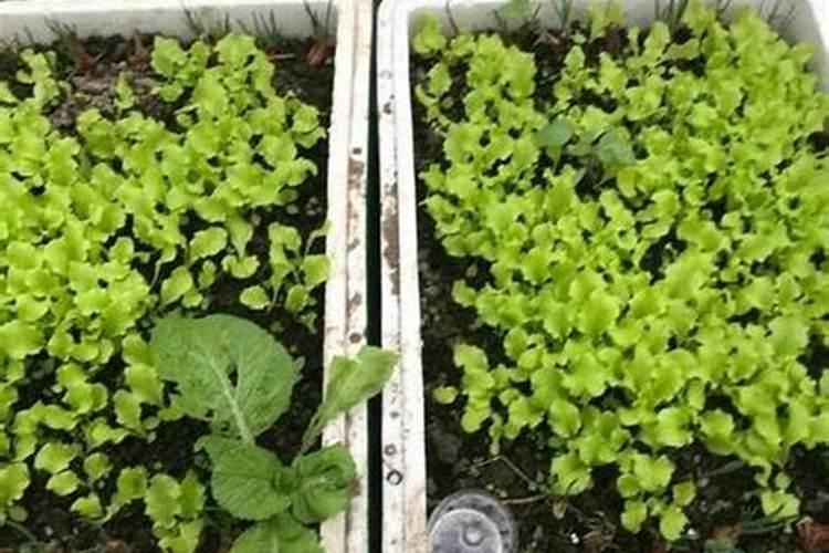 种菜一般菜叶喷什么莱才长得好