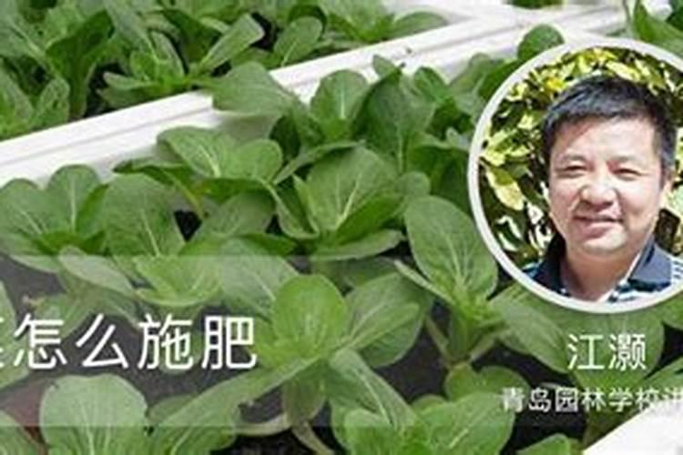 种菜用什么追肥长得快