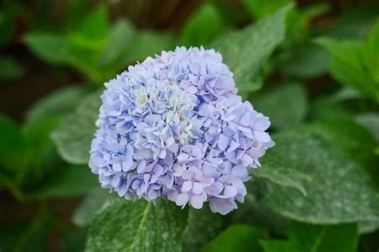 草莓开花时怎样施农家肥
