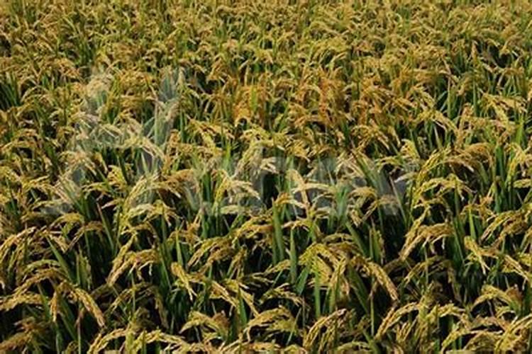 叶面肥可以浇花吗