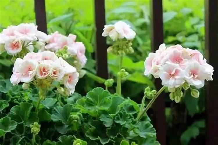 为什么氮肥不能与石灰草木灰等碱性肥料混