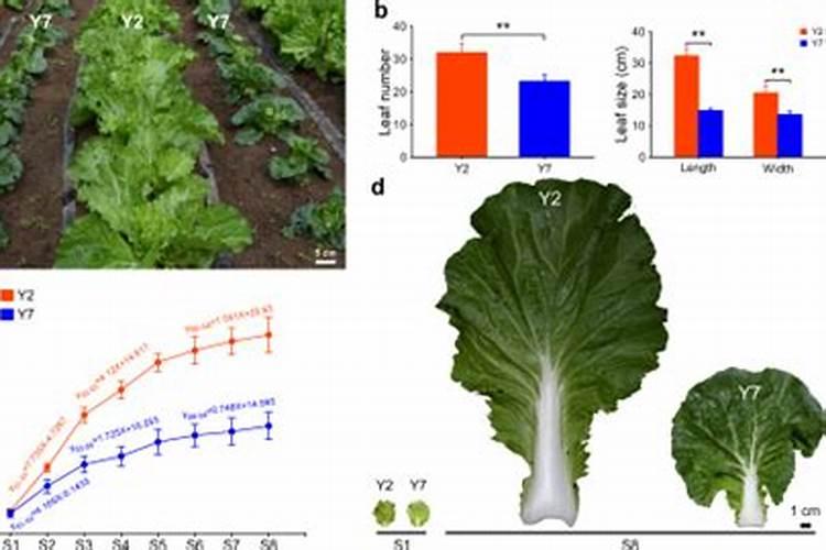 大白菜不包心是种子质量不行吗