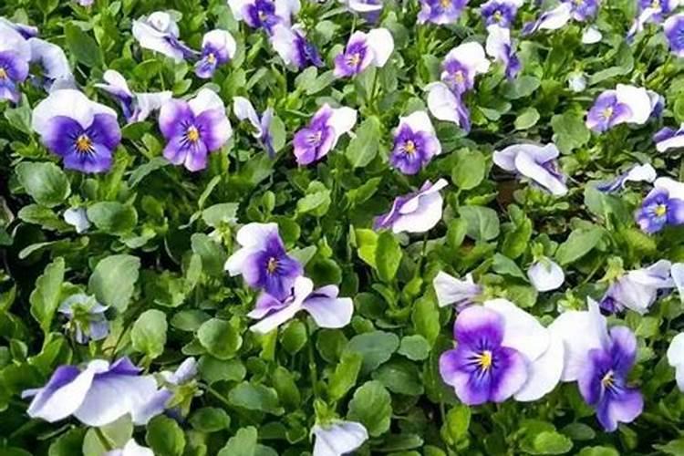 蓝矾能喷兰花叶面肥