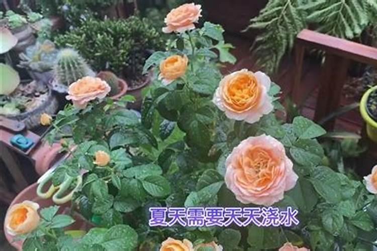 月季夏天多久施肥