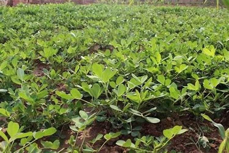 花生秧后期生长控旺用什么农药效果最好？