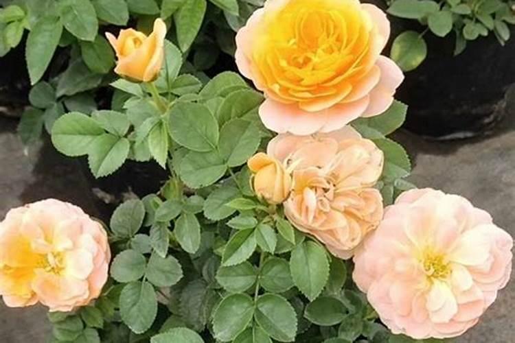 夏季养月季该如何施肥