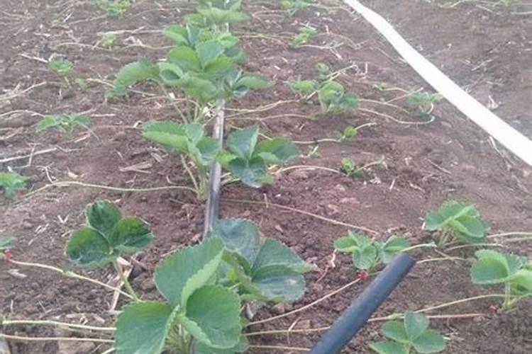种草莓用什么肥料好,盆栽草莓施肥用什么肥料好