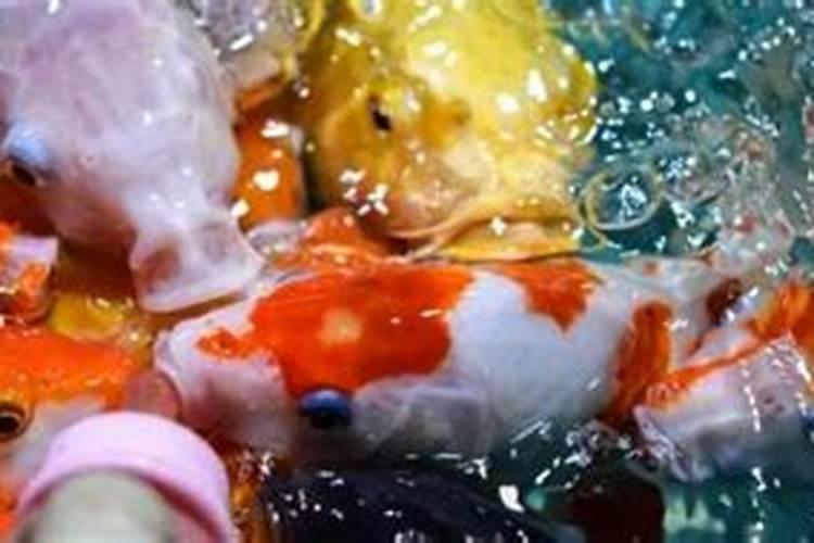 韭菜施什么叶面肥最好