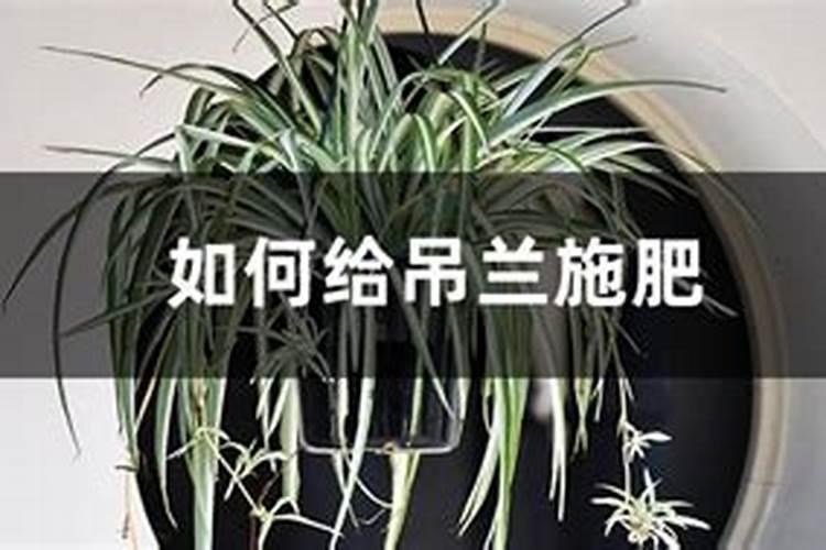 如何给吊兰施肥