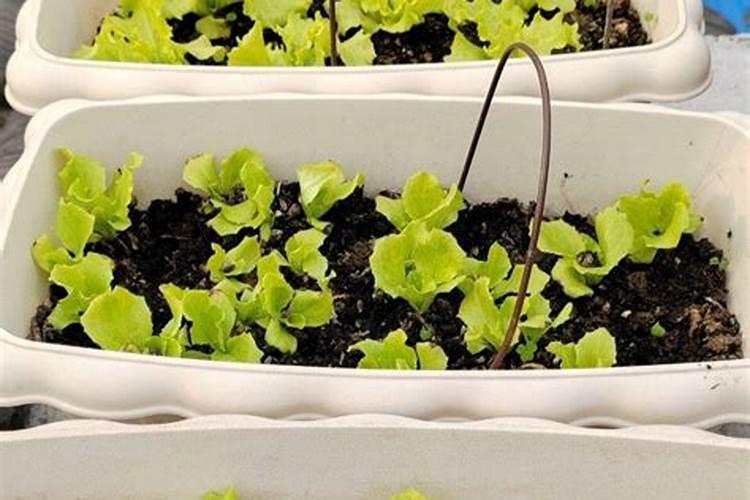 种萝卜用什么肥料做底肥