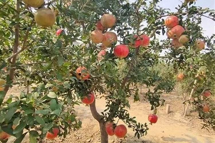 海藻球怎么判断死活